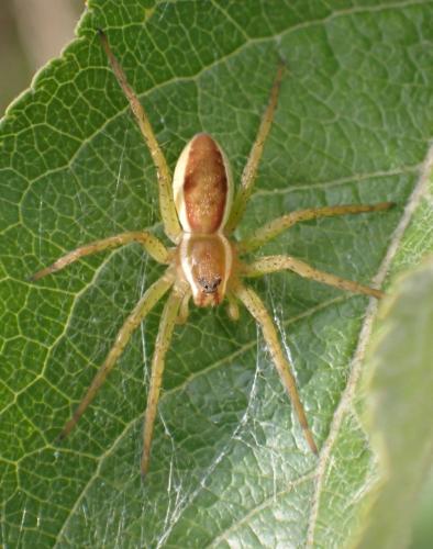 Dolomedes sp.
